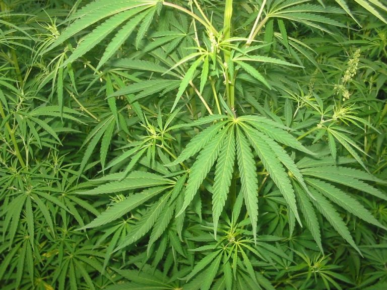 Dois indivíduos detidos por suspeita de cultivo de cannabis em Santo Antão