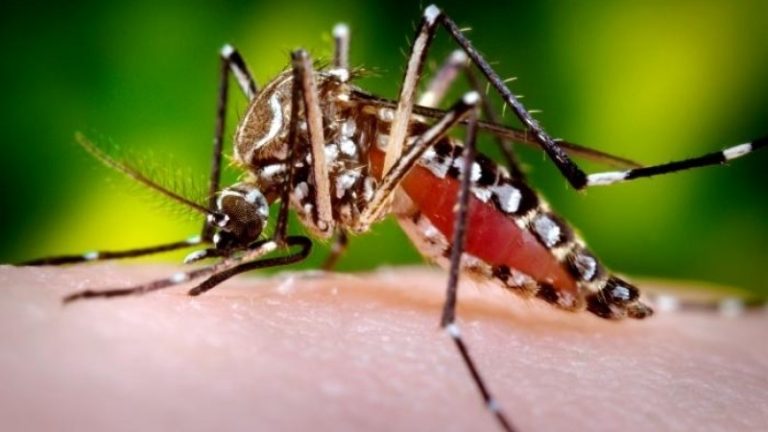 Dengue. Casos continuam a aumentar na Cidade da Praia
