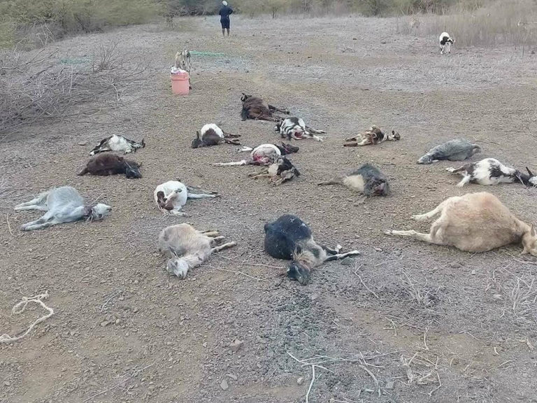 AMBIENTE: Governo disponibiliza 8 mil contos para combater cães vadios