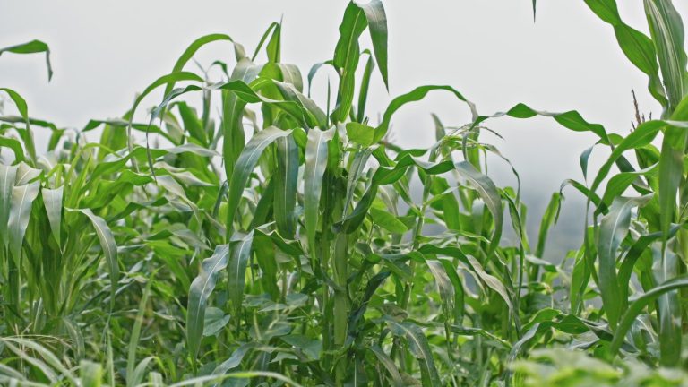 Ano agrícola com sinais positivos nas zonas altas
