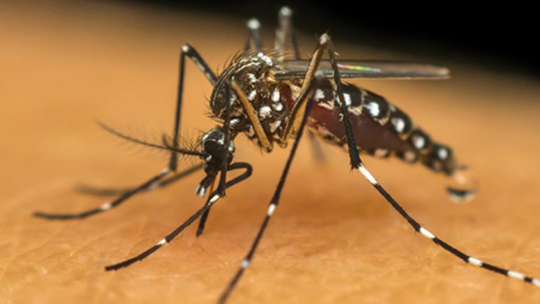 Casos de dengue no País estão a reduzir 