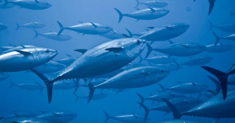 Cabo Verde obtém nova derrogação da UE para reforçar produção de conservas de peixe