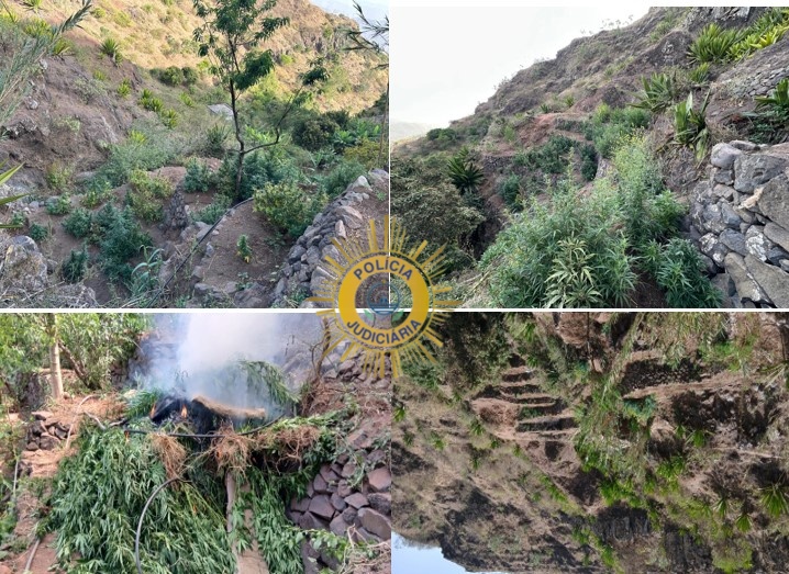 PJ desmantela plantações de canábis e apreende mais de 400 quilos em São Salvador do Mundo
