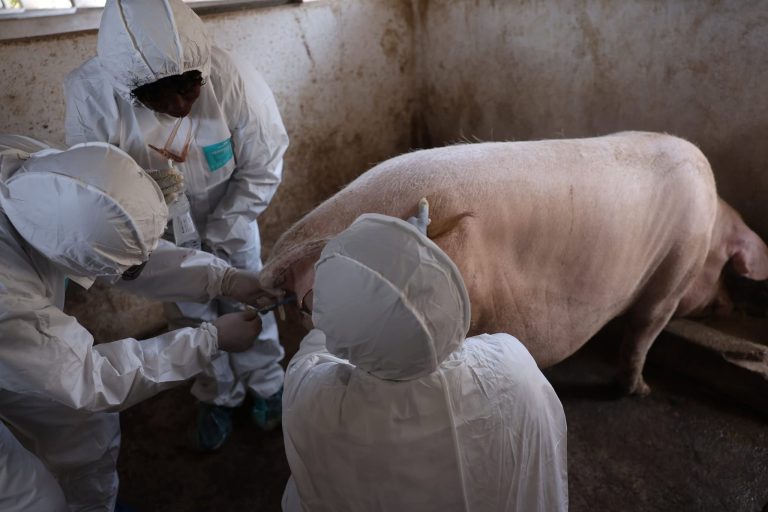 Cooperação Sul-Sul capacita técnicos em inseminação artificial de suínos em Cabo Verde
