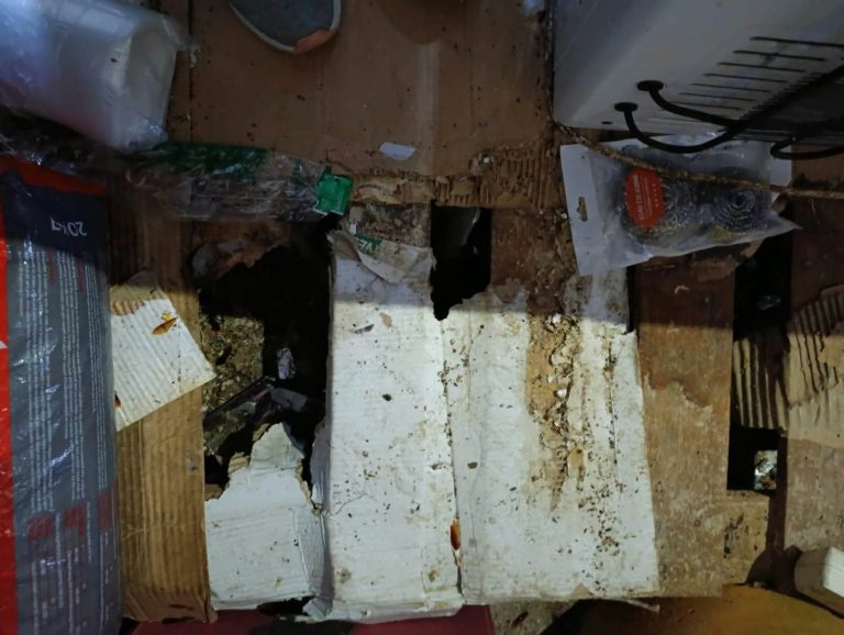 IGAE encerra estabelecimento em São Domingos após encontrar produtos contaminados por ratos