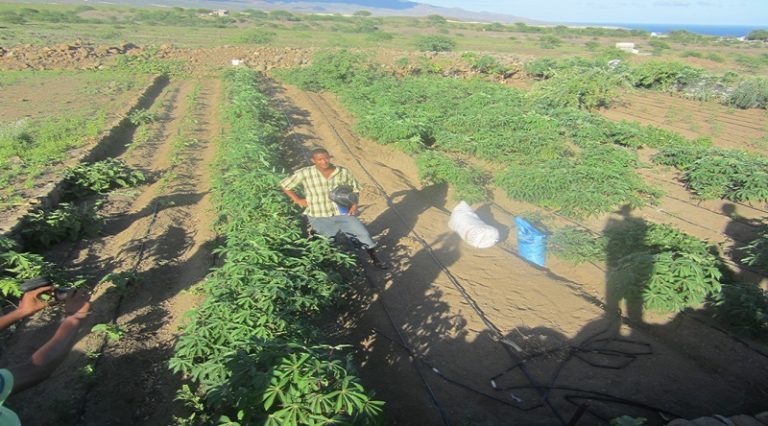 PONTE SUL / CHÃ DE MATO: MAA investiu cerca de 8 mil contos no reforço do projeto hidro-agrícola