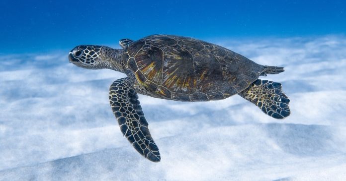 Boa-Vista-Loggerhead-turtle-2