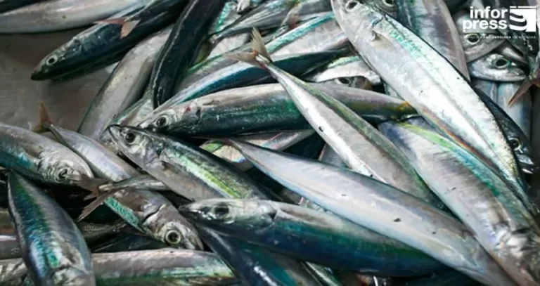 Aquecimento do mar afasta cavala preta da costa, mas espécie não está em risco, diz presidente do IMAR