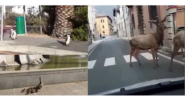 Com pessoas “presas” animais passeiam pelas ruas