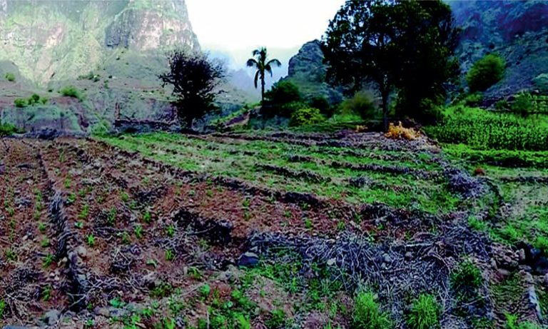 Incêndio em propriedade agrícola em Santo Antão com suspeita de ação criminosa
