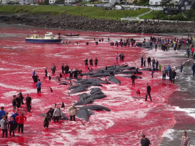 DINAMARCA: Mar ‘pintado’ de vermelho depois da morte de 180 baleias