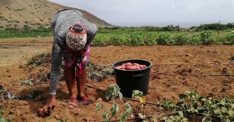 São Nicolau. Agricultores fazem primeiras colheitas no perímetro hidroagrícola de Praia Branca