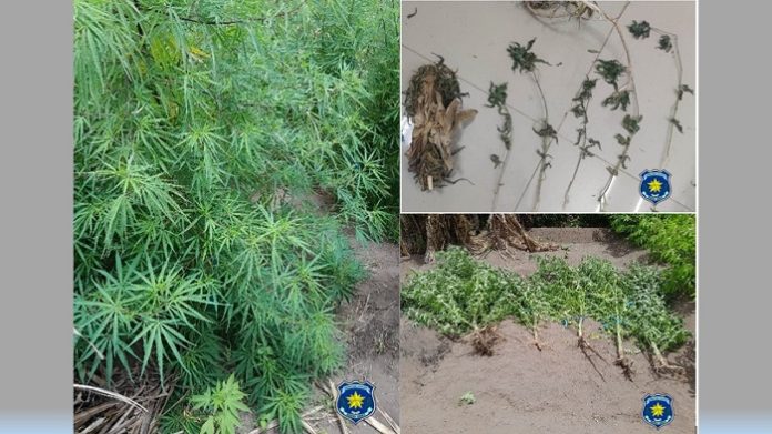 Homem de 40 anos detido por cultivo de padjinha em Ribeira Principal