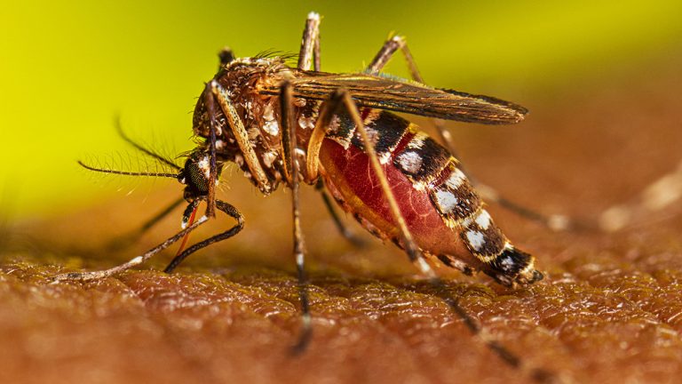 10 casos suspeitos de dengue em São Filipe na Ilha do Fogo