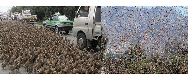 Patos VS Gafanhotos