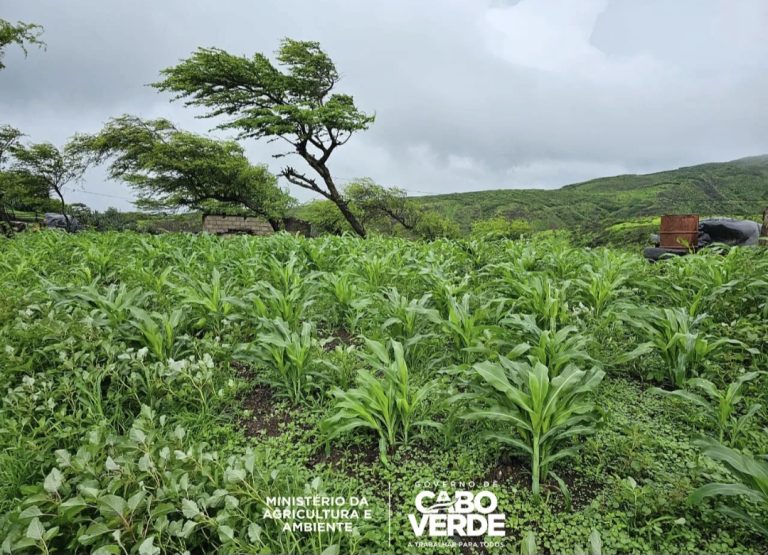 China apoia Cabo Verde na luta contra praga dos mil pés (Atualizado)