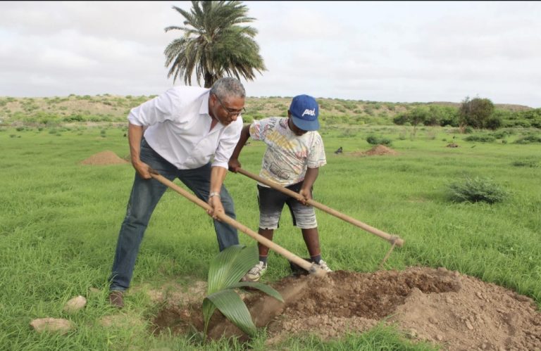 Ministério da Agricultura e Ambiente fixa 406 tamareiras e coqueiros na Ilha da Boavista 