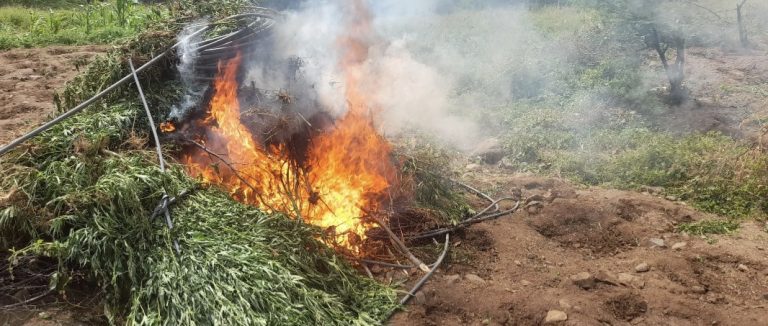 Polícia Judiciária apreende e incinera 930 quilos de plantações de “padjinha” 