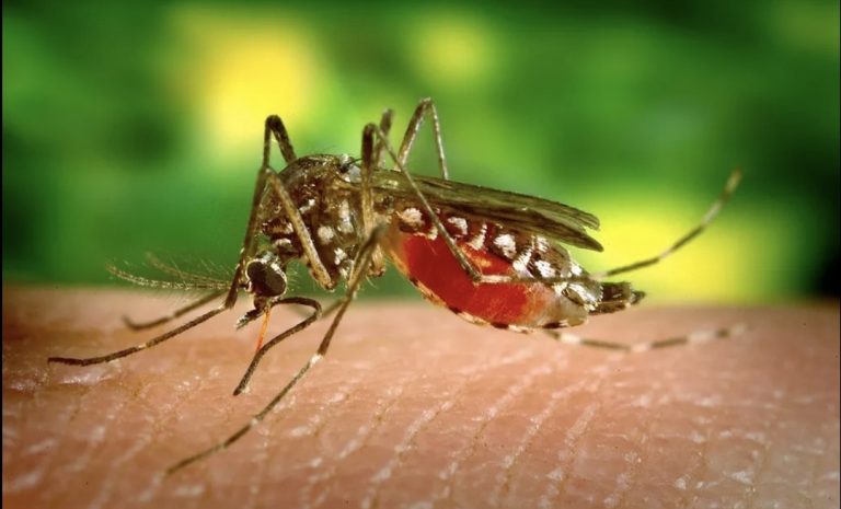 Confirmados 6 casos positivos de dengue na Cidade da Praia