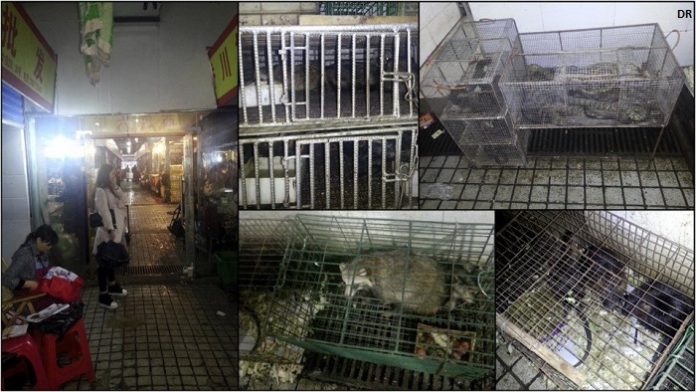 Wuhan proíbe consumo e criação de animais selvagens