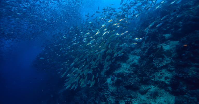 Cabo Verde ratifica Tratado de Alto Mar