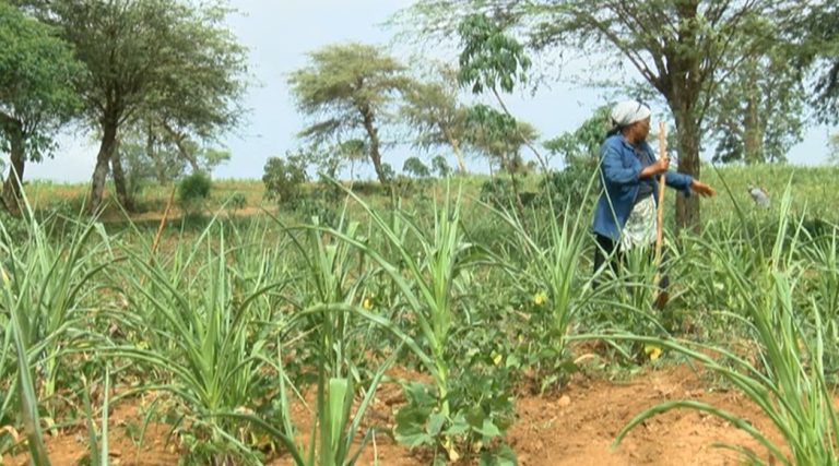 Praia acolhe 4.ª sessão do Comité da África Ocidental para aprovação de pesticidas