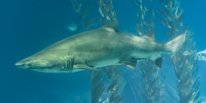 Close-up,View,Of,A,Sand,Tiger,Shark,(carcharias,Taurus)