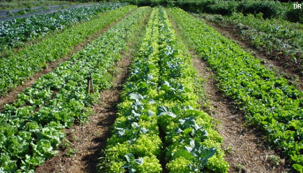 horta
