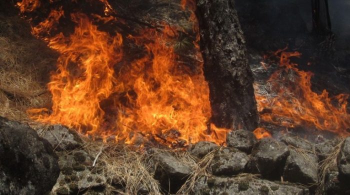 Incêndio consome 20 hectares de floresta em Santo Antão