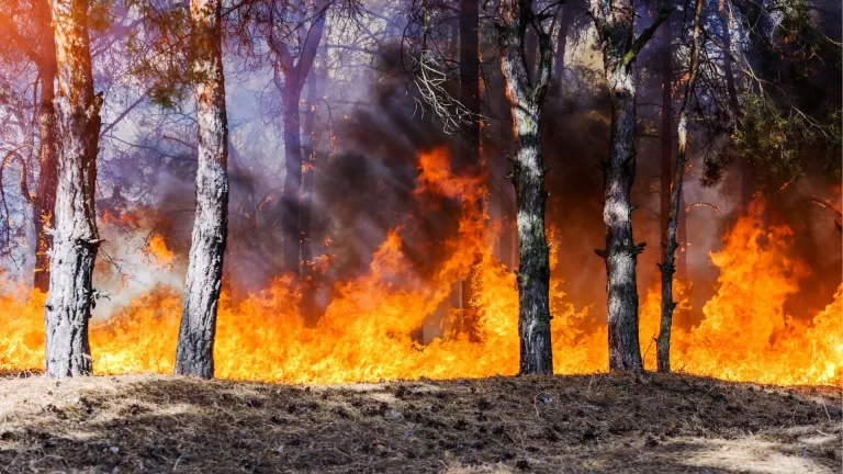Várias regiões de Portugal em risco máximo de incêndio