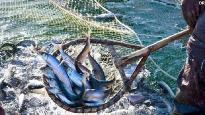pesca-1