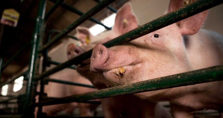 Surto de Peste Suína Africana confirmado no município da Ribeira Brava, em São Nicolau