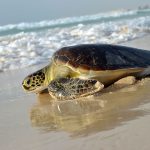 tartaruga-spiaggia-boavista