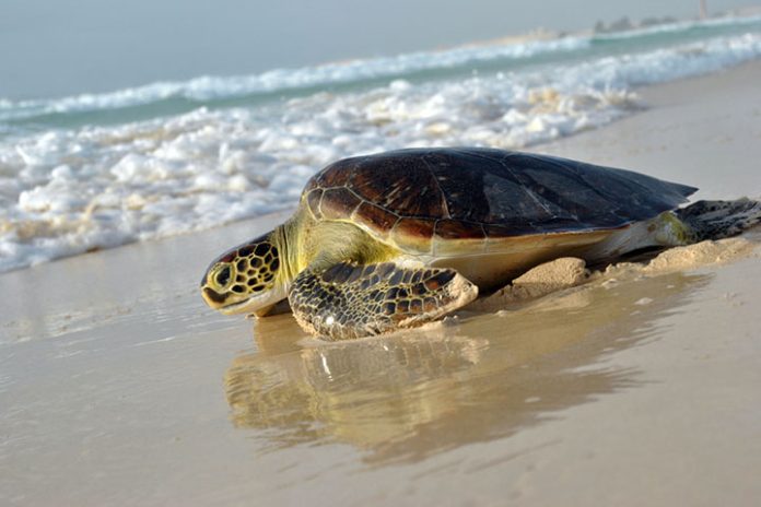 tartaruga-spiaggia-boavista