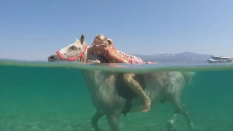 Passeios a cavalo no mar tornam-se atração na Croácia durante onda de calor